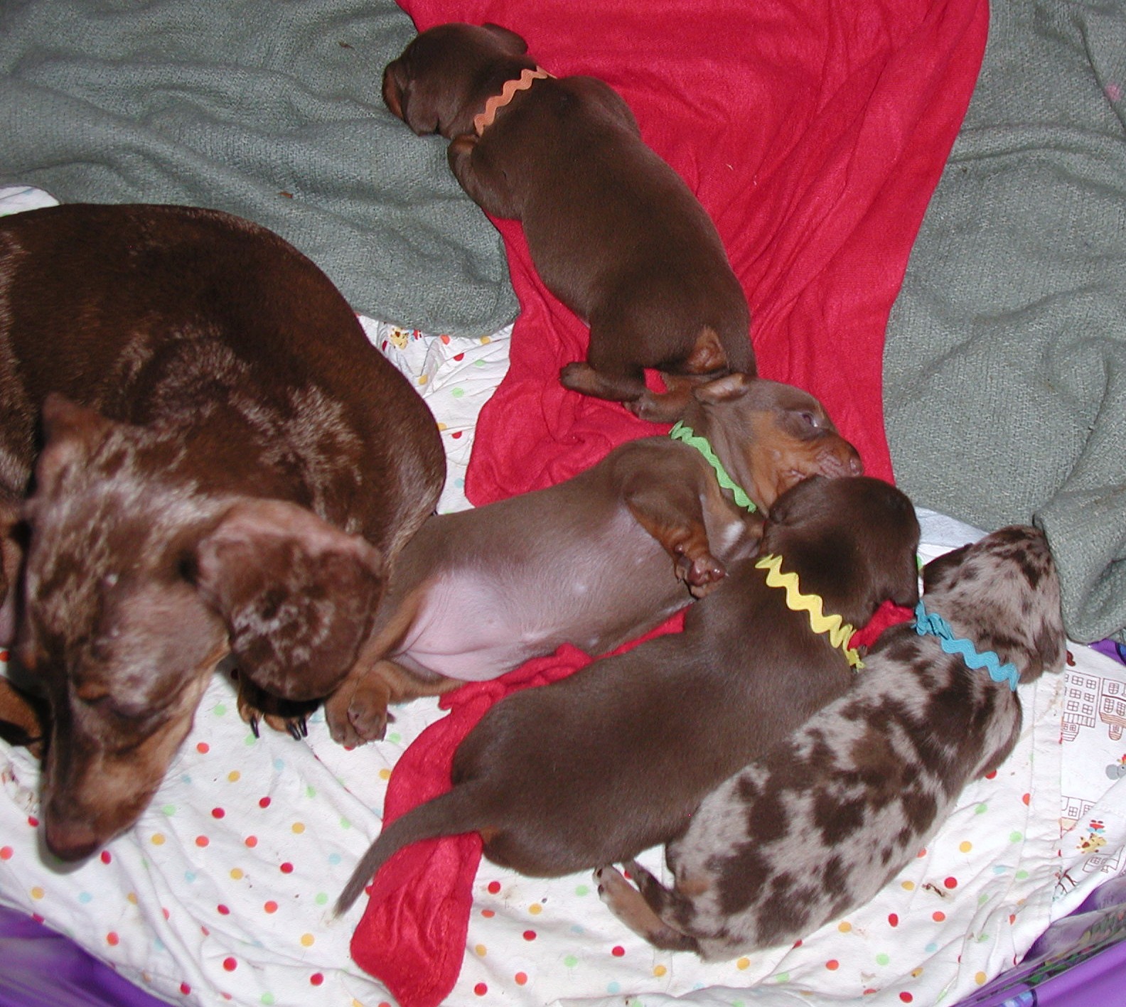 standard smooth dapple dachshund puppies