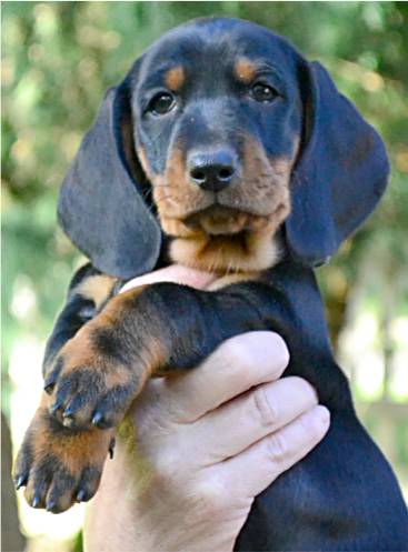standard smooth dachshund puppy