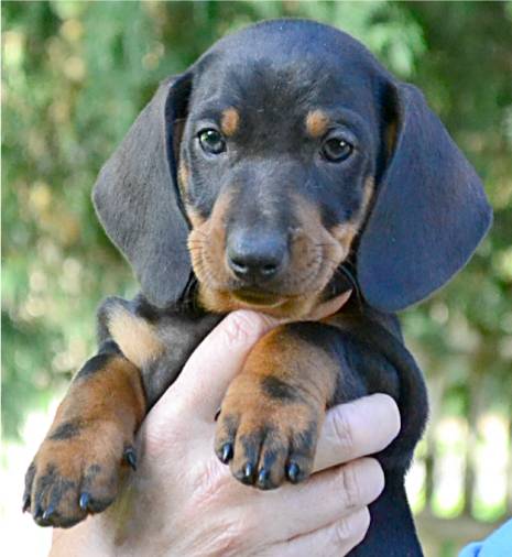 standard smooth dachshund puppy