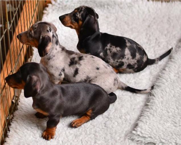 Dapple Dachshund Puppies