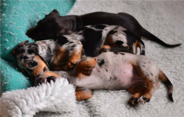 Dapple Dachshund Puppies