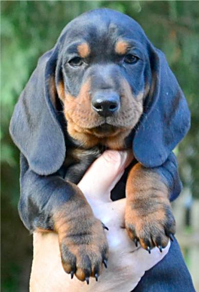 standard smooth dachshund puppy