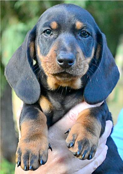 standard smooth dachshund puppy