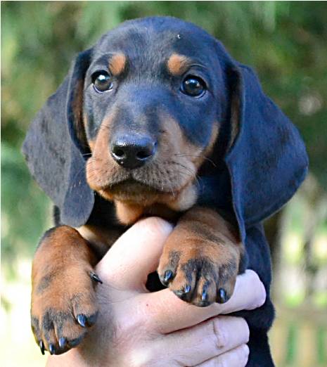 standard smooth dachshund puppy