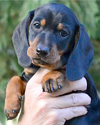 standard smooth dachshund puppy