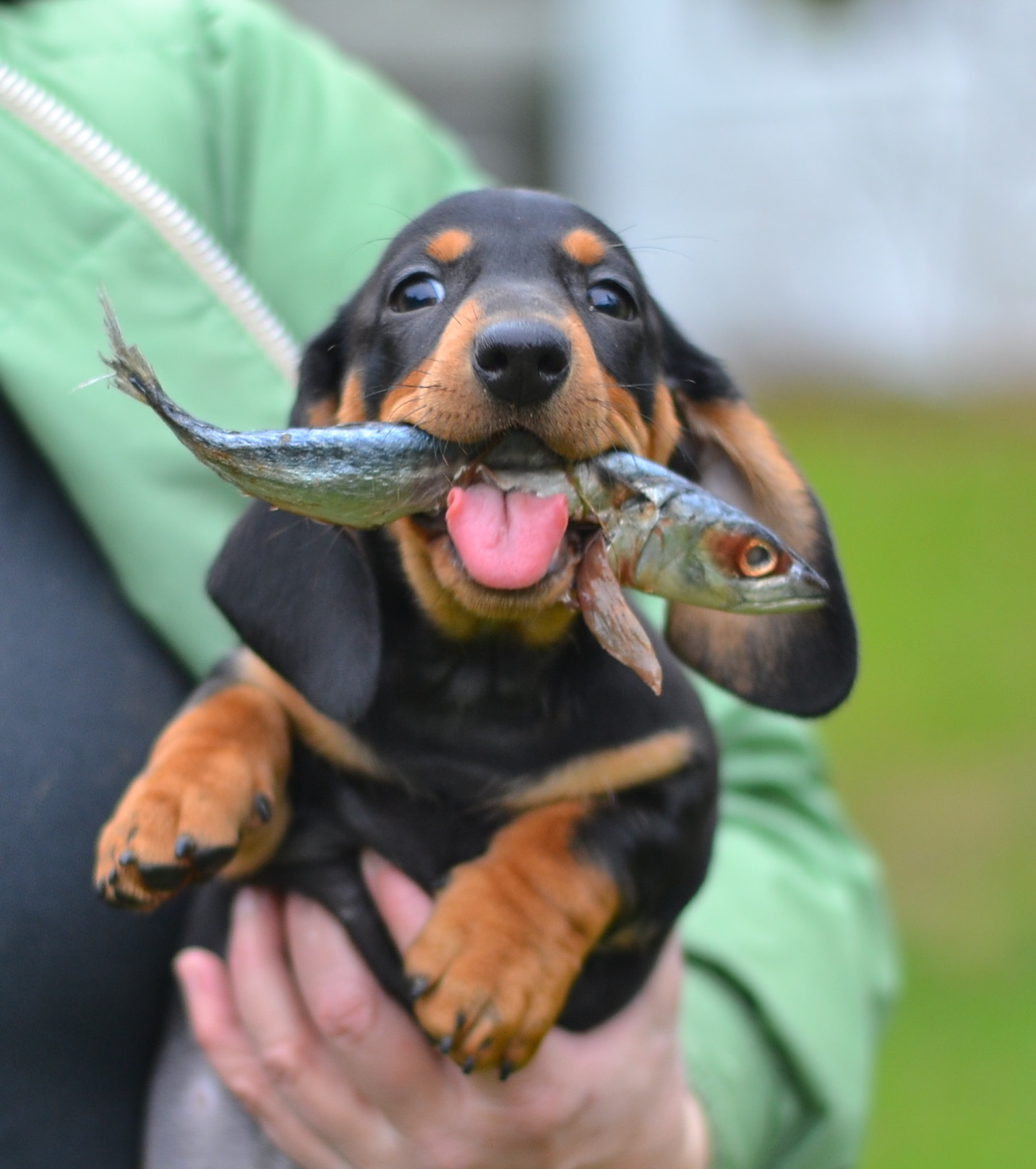 short haired dachshund breeders