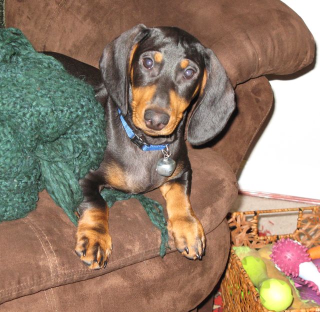 black and tan standard smooth dachshund