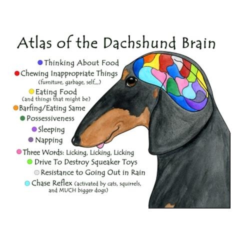 map of a dachshund brain