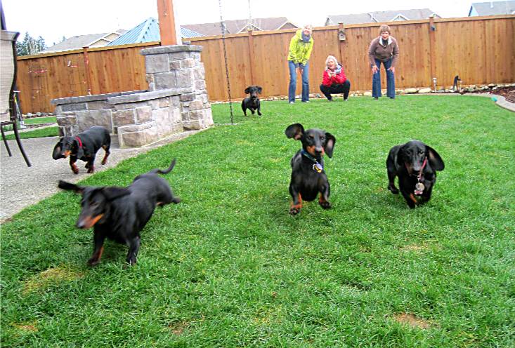 Goodwood Dachshunds litter party