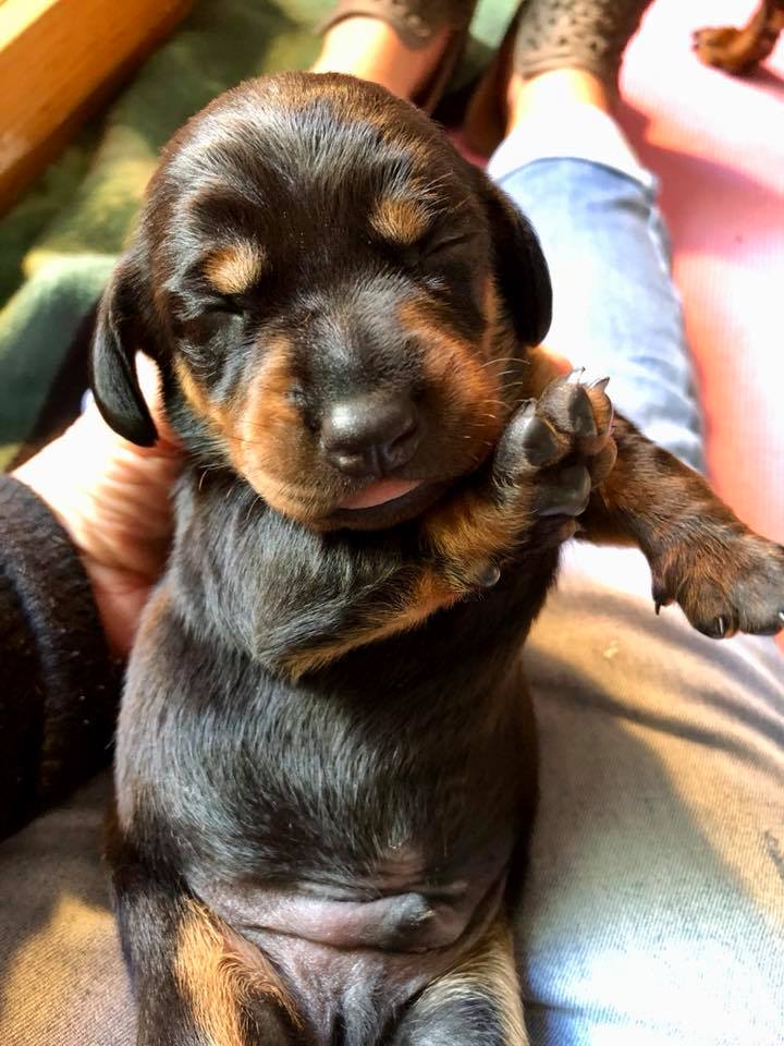 standard smooth dachshund puppy