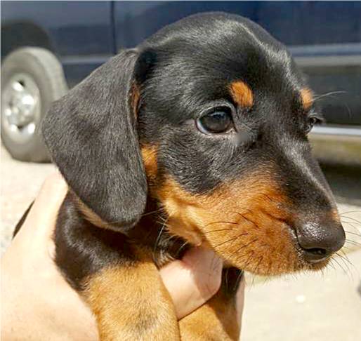 standard smooth dachshund puppy