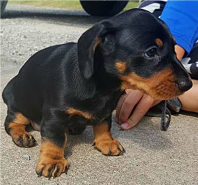 standard smooth dachshund puppy