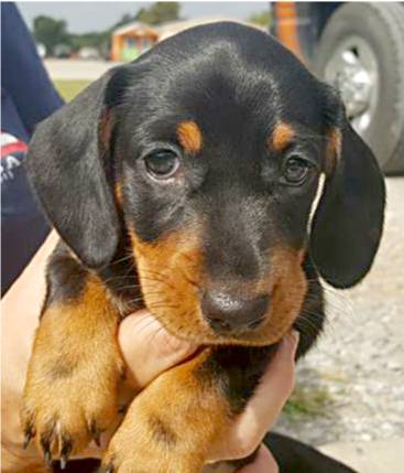 standard smooth dachshund puppy