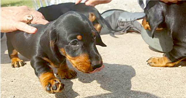 standard smooth dachshund puppy