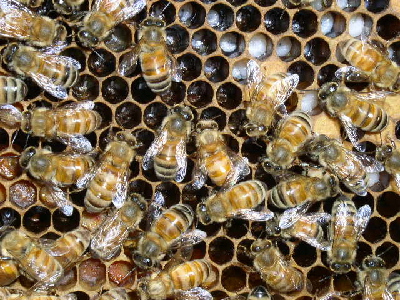 honey comb close up, Oregon
