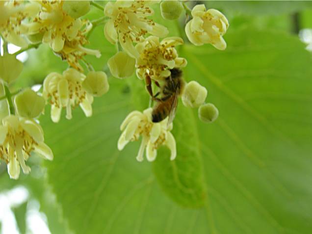 honey bee feeding on Linden bloom, Oregon