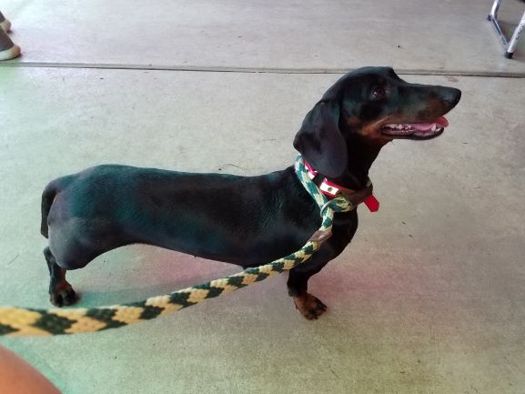 Standard Smooth Dachshund