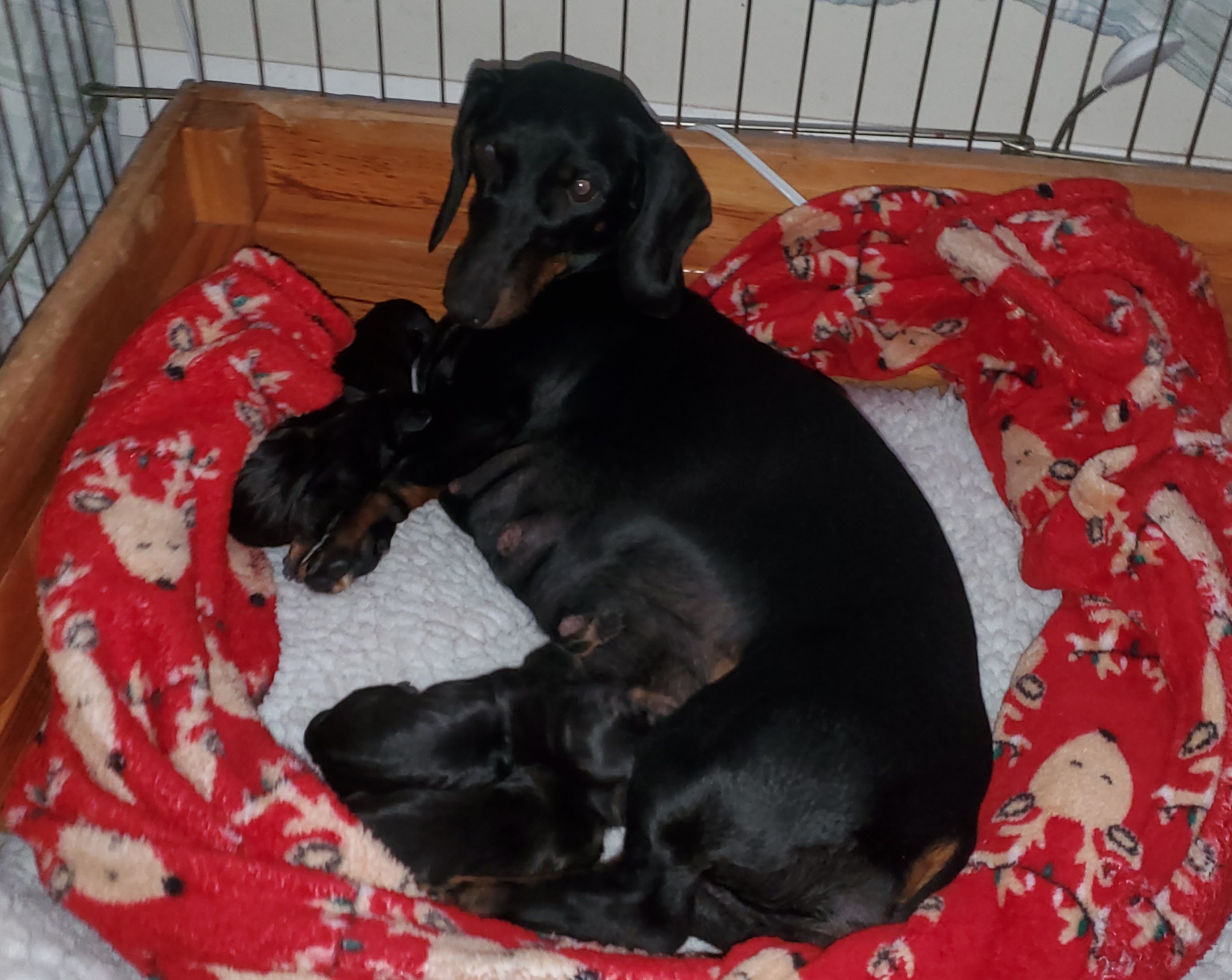 Dachshund Puppies