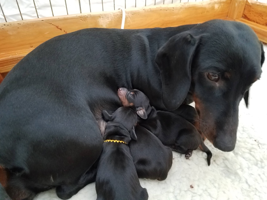 Standard Smooth Dachshund Puppies