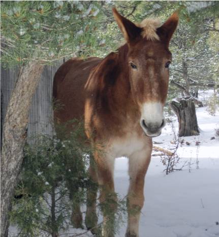 a red mule in the snow