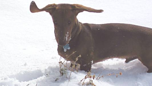Standard dachshund in the snow