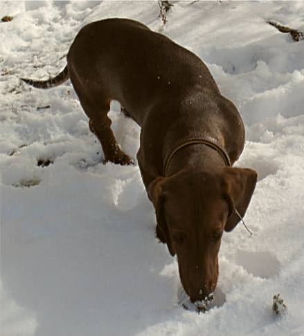 standard red dachshund in the snow