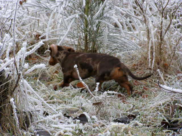 chocolate and tan standard smooth dachshund