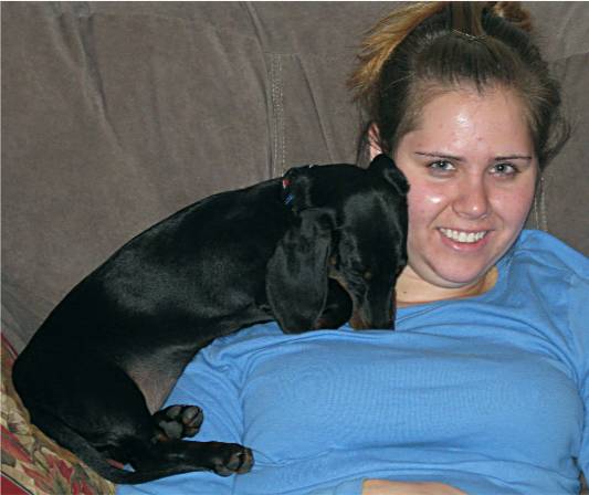standard dachshund puppy