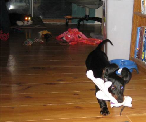 doxie running