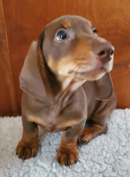 Dachshund Puppy