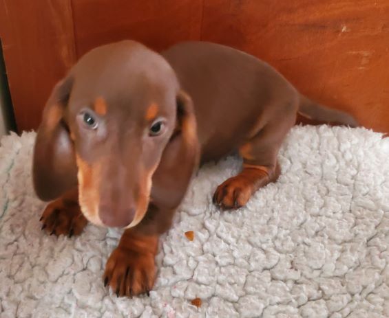 Dachshund Puppy