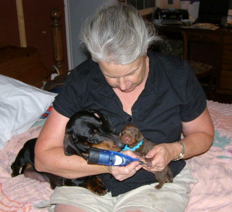 standard smooth dachshund puppies