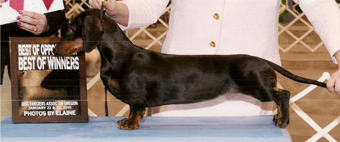 standard smooth dachshund 6 months old