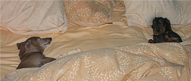 2 dachshunds in bed