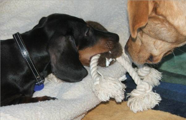 standard dachshund puppy and a yellow lab