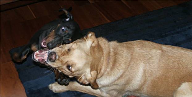 a black standard dachshund puppy and a yellow lab play