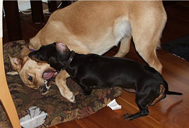 standard dachshund puppy and a lab play