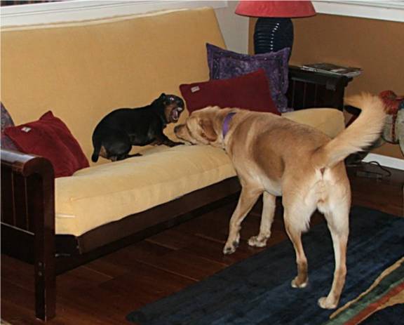 dachshund and lab play fight