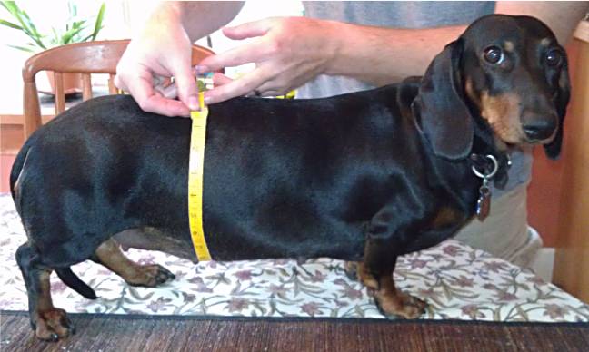 pregnant standard smooth dachshund