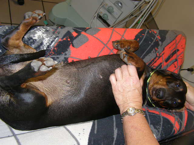 standard smooth dachshund getting a pregnancy ultrasound