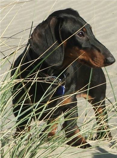 black and tan dachshund on the besch