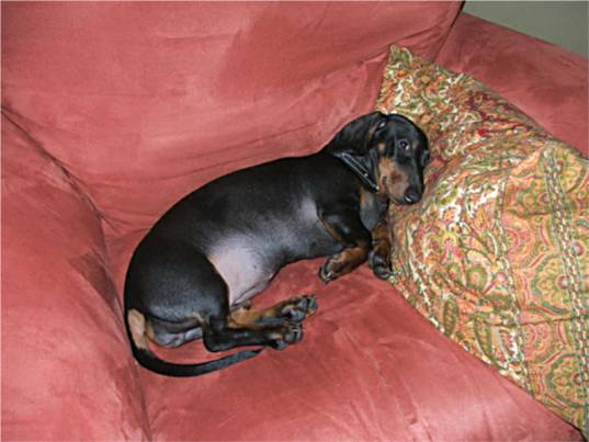 black and tan dachshund in a big chair