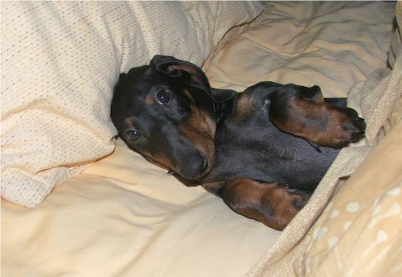 black and tan dachshund in bed