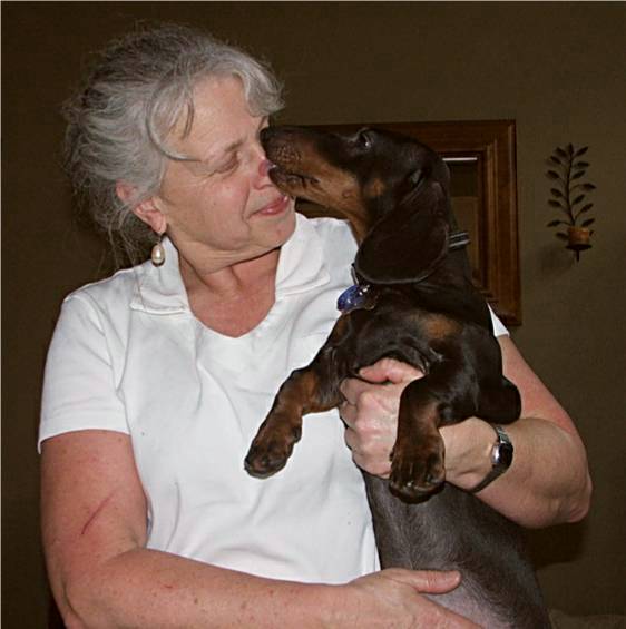 standard dachshund puppy held by her breeder