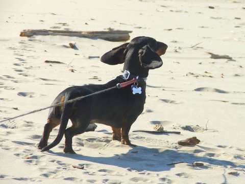 standard smooth dachshund on the beach