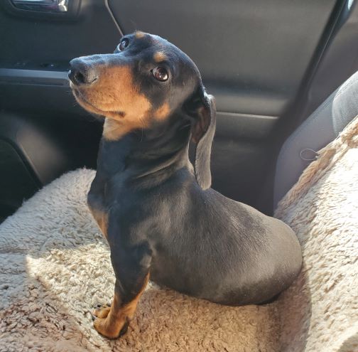 Pregnant Dachshund