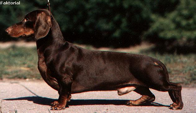 standard dachshund vs miniature dachshund standard dachshund vs miniature dachshund