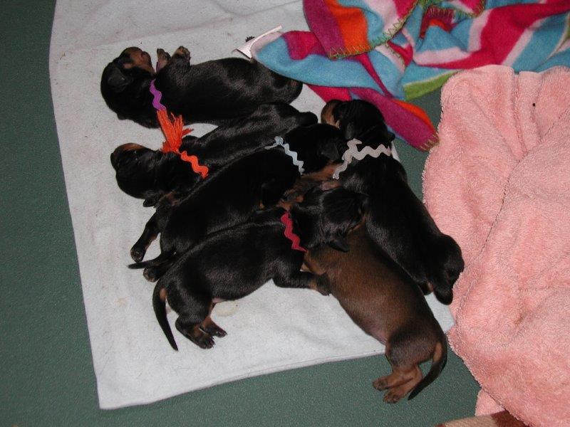 standard smooth dachshund pupppies