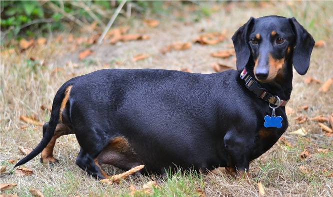 black and tan standard smooth puppies