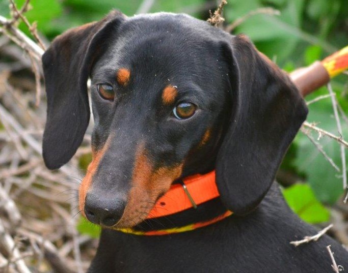 young black and tan dachshund bitch